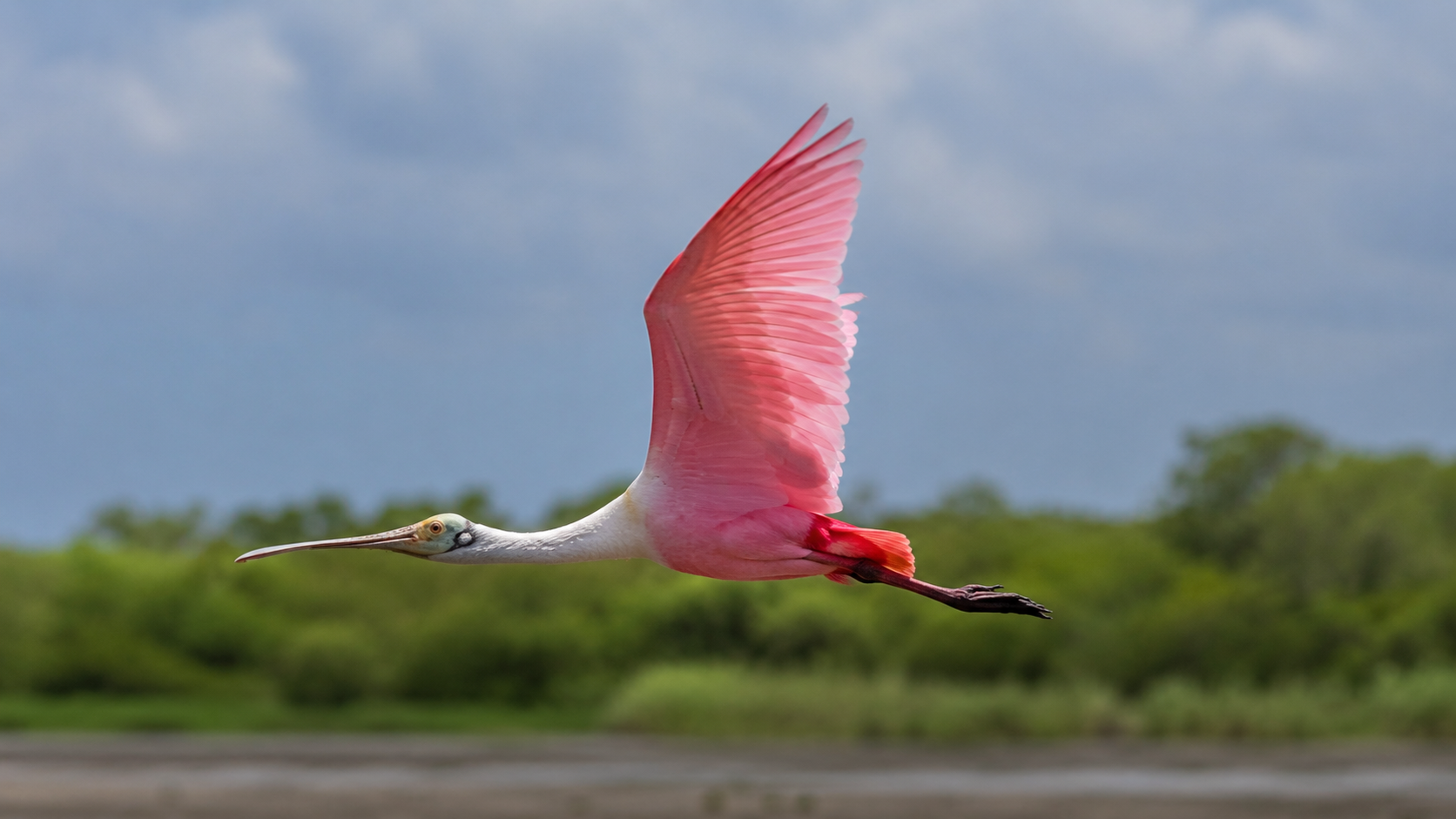 Roseate Spoonbill gliding in flight over a Texas coastal wetland
